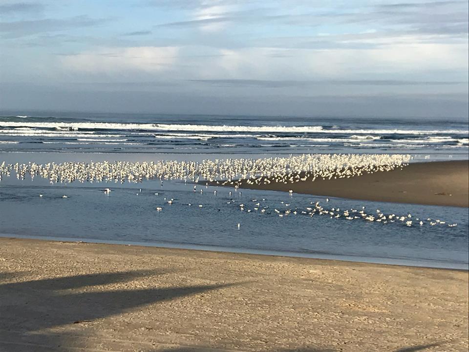 Webb'S Scenic Surf Ξενοδοχείο Cannon Beach Εξωτερικό φωτογραφία